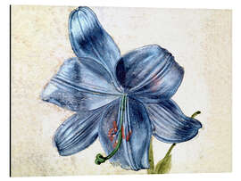 Magnettafel Studie einer Lilie 