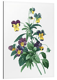 Aluminium print Viola Tricolour