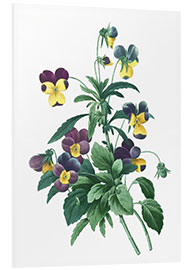 Foam board print Viola Tricolour