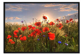 Gerahmter Kunstdruck Mohn im Licht