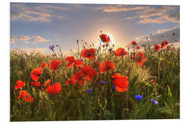 Foam board print Poppies in light