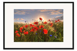 Gerahmter Kunstdruck Mohn im Licht