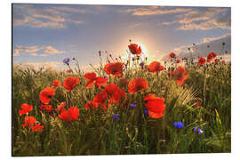 Magnettafel Mohn im Licht