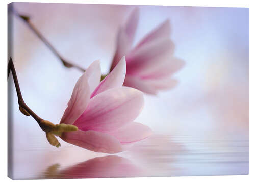 Quadro em tela Magnolia blossoms by the water