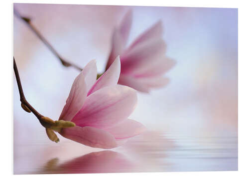 Tableau en PVC Magnolia blossoms by the water