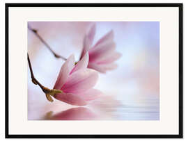 Ingelijste kunstdruk Magnolia blossoms by the water