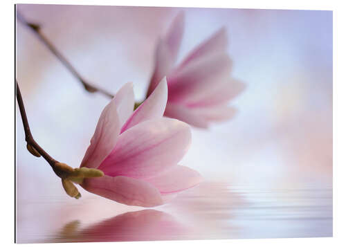 Quadro em plexi-alumínio Magnolia blossoms by the water