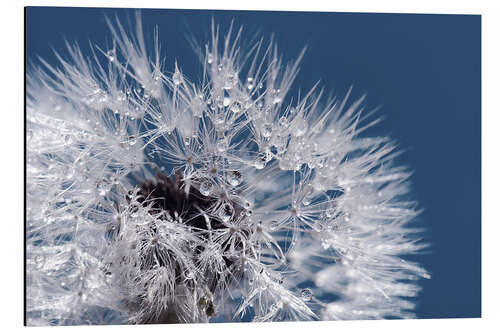 Aluminium print Dandelion, (detail)