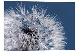 Foam board print Dandelion, (detail)