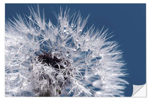 Selvklæbende plakat Dandelion, (detail)