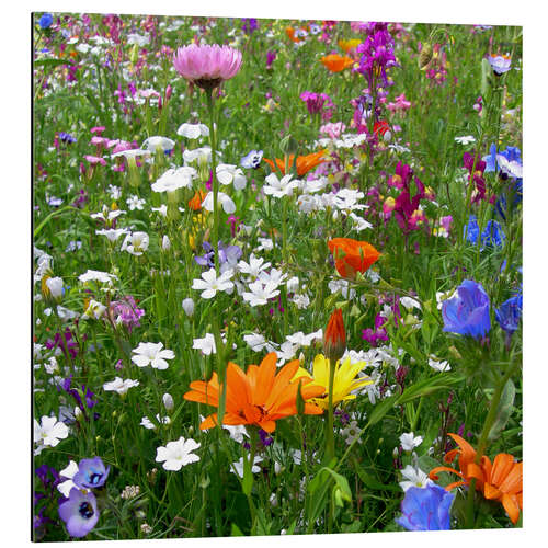 Tableau en aluminium Fleurs colorées dans une prairie 