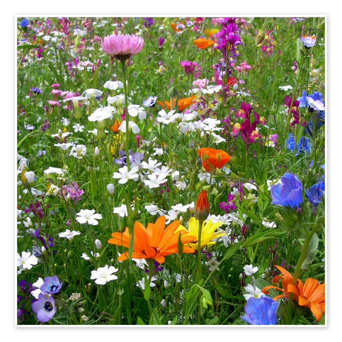 Poster Flowers meadow