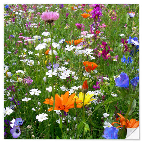 Sticker mural Fleurs colorées dans une prairie 