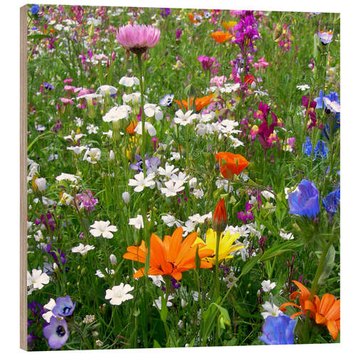 Tableau en bois Fleurs colorées dans une prairie 