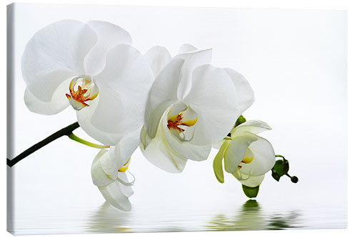 Canvas print Orchid with Reflection IV