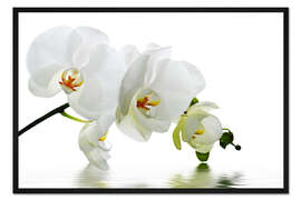Gerahmter Kunstdruck Orchidee mit Spiegelung IV
