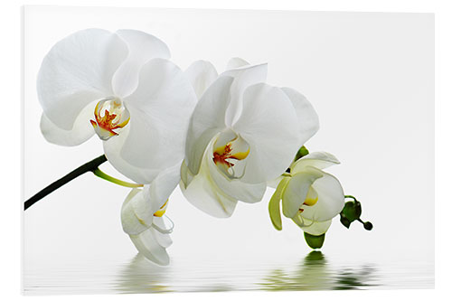 Tableau en PVC Orchidée et reflets IV