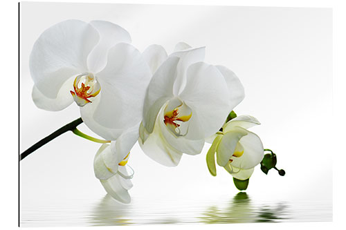 Gallery Print Orchidee mit Spiegelung IV