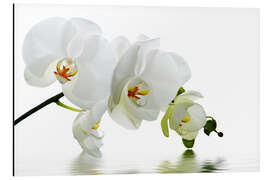 Magnettafel Orchidee mit Spiegelung IV