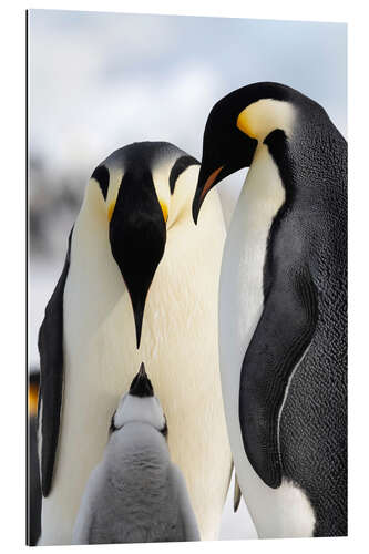 Gallery print Penguin with cub