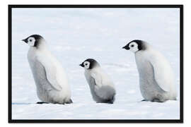 Gerahmter Kunstdruck Pinguin Jungtiere