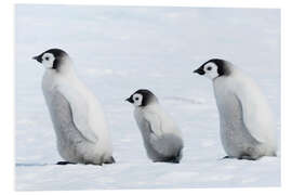 Foam board print Penguin cubs