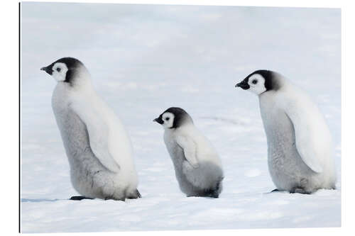 Galleriprint Penguin cubs