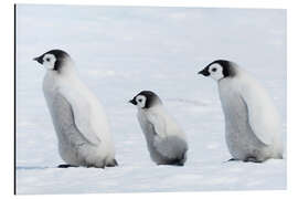 Magnettafel Pinguin Jungtiere