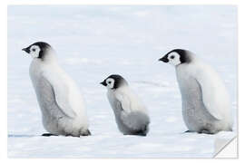 Wall sticker Penguin cubs