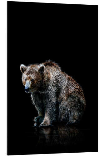 Aluminium print Brown bear