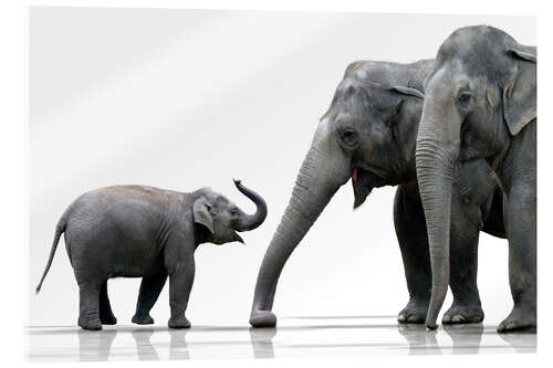 Acrylglas print Elephant Family