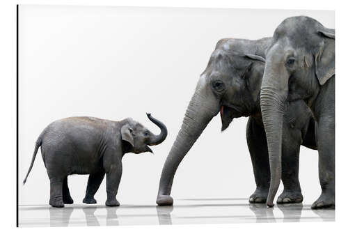 Alumiinitaulu Elephant Family