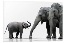 Stampa su PVC Elephant Family