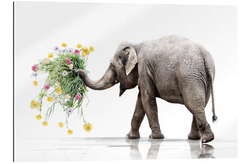 Quadro em plexi-alumínio Elephant with Flower