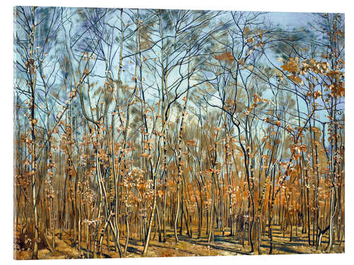 Acrylglas print The beech forest