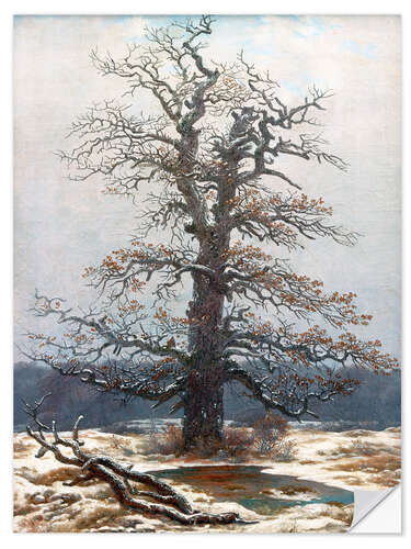 Naklejka na ścianę Oak Tree in Snow