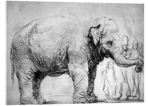 Acrylglas print Olifant (de olifant Hansken) 1637