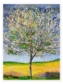 Poster Blomstrande körsbärsträd