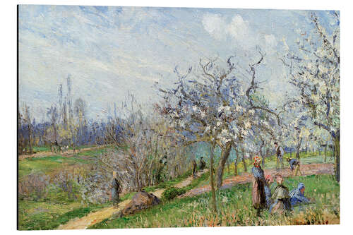 Aluminium print Orchard in Blossom