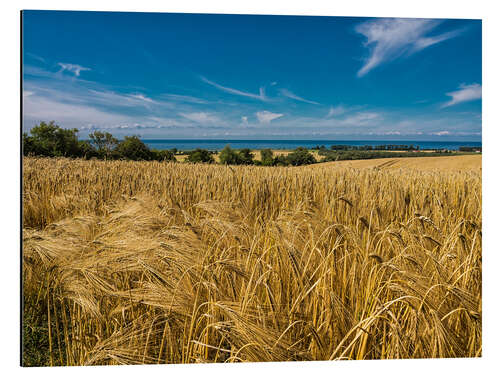 Cuadro de aluminio Landscape with corn field and Baltic Sea