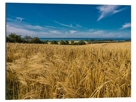 Cuadro de aluminio Landscape with corn field and Baltic Sea