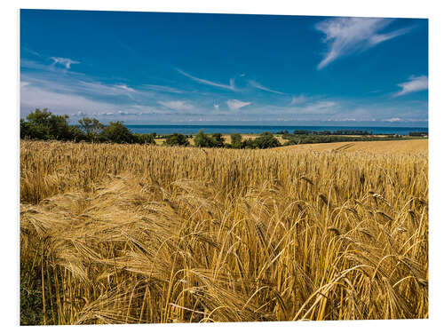 PVC-taulu Landscape with corn field and Baltic Sea