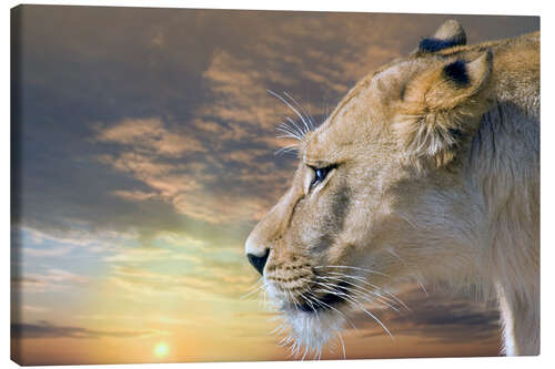 Canvas-taulu Lioness at sunset