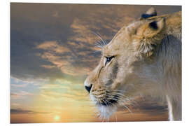 PVC print Lioness at sunset