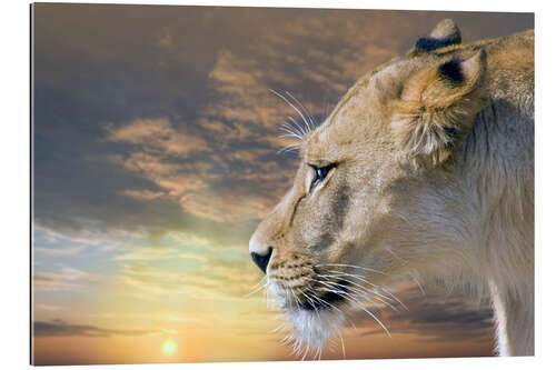 Quadro em plexi-alumínio Lioness at sunset