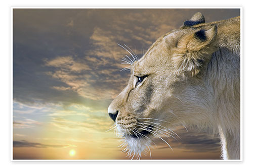 Poster Löwin im Sonnenuntergang