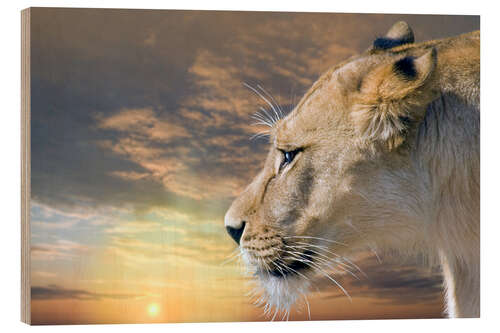 Wood print Lioness at sunset