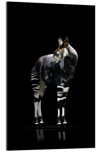 Akryylilasitaulu Okapi