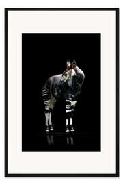 Gerahmter Kunstdruck Okapi