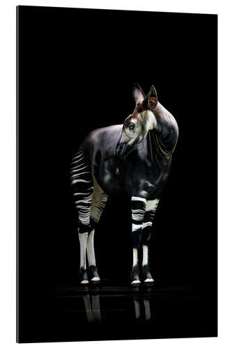 Gallery print Okapi